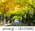 秋の並木道 16133662
