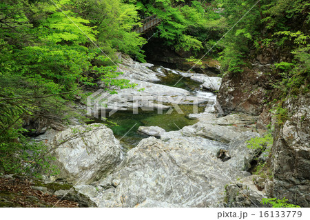 みたらい渓谷　新緑　奈良県　天川村 16133779