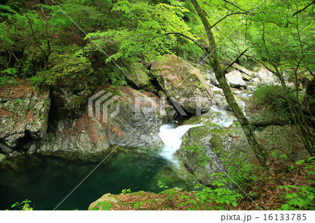 みたらい渓谷 新緑 奈良県 天川村 みたらい渓谷 新緑 奈良県 天川村 16133785
