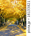 秋の並木道 16133821