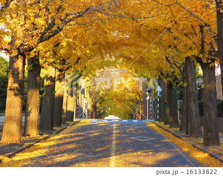 秋の並木道 16133822