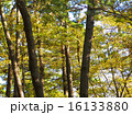 黄昏の松林 16133880