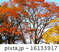 錦の紅葉 16133917