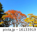 錦の紅葉 16133919