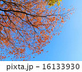 輝く紅葉 16133930
