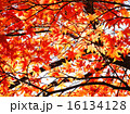 紅葉のモミジ 16134128