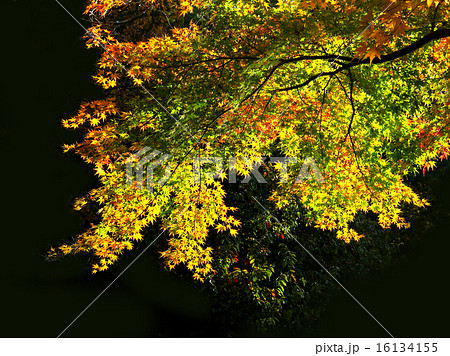 紅葉のモミジ 16134155