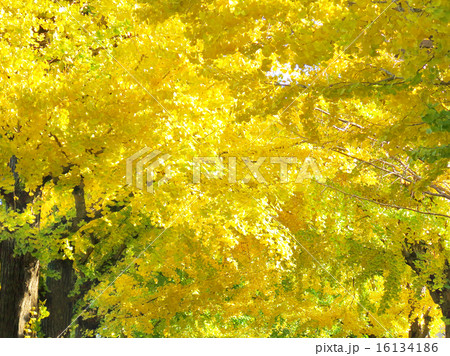 秋の並木道 16134186