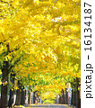 秋の並木道 16134187