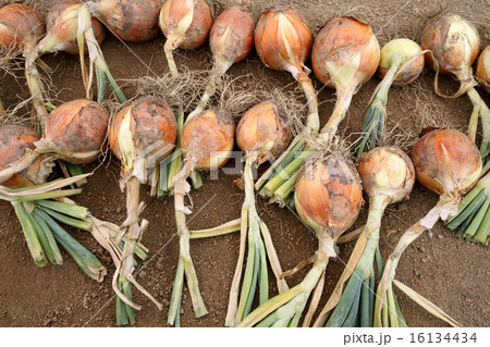 玉ねぎ 玉ねぎ 16134434