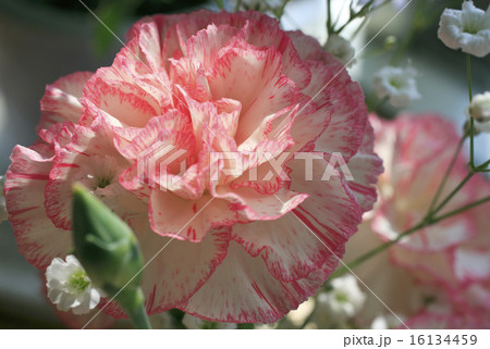 カーネーション カーネーション 16134459