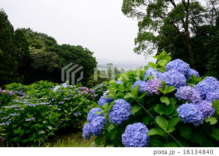 紫陽花の名所 16134840