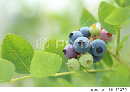 かわいい・新鮮・きれい　ブルーベリー　実　写真　Blueberry　Photo 16135076