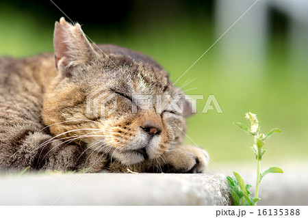 リラックスするのらねこ 16135388