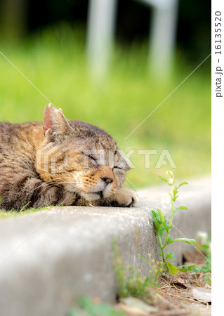 リラックスするのらねこ 16135520