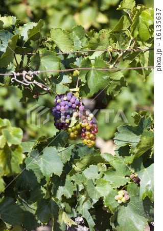 Ripe grapes and vine leaves Ripe grapes and vine leaves 16135637