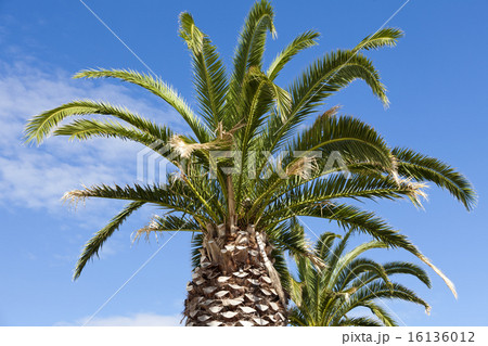 Large palm trees above blue sky 16136012