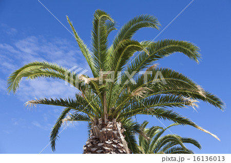 Large palm trees above blue sky 16136013
