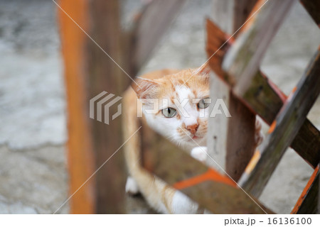 沖縄 那覇 猫 リラックス 沖縄 那覇 猫 リラックス 16136100