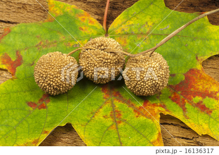 Autumn background with plane tree fruit Autumn background with plane tree fruit 16136317