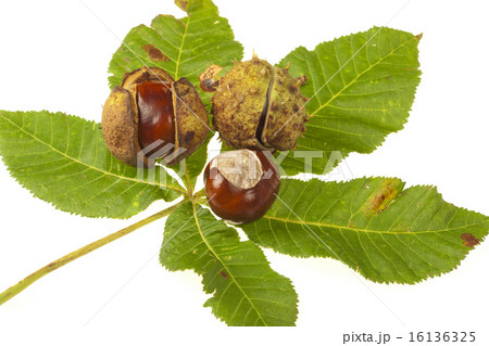 Some Horse chestnuts on green chestnut leaves Some Horse chestnuts on green chestnut leaves 16136325