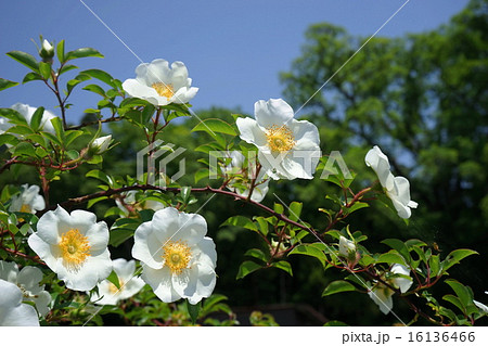 5月花　ナニワイバラ・バラ科16 16136466