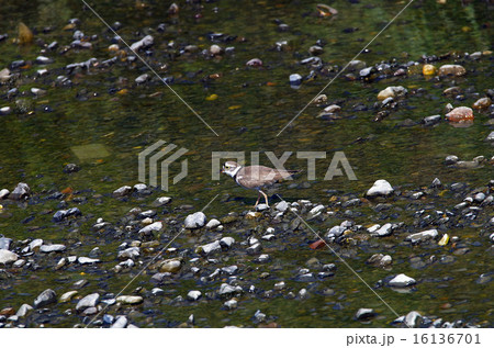 コチドリ 16136701