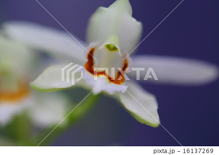 セロジネの花 16137269