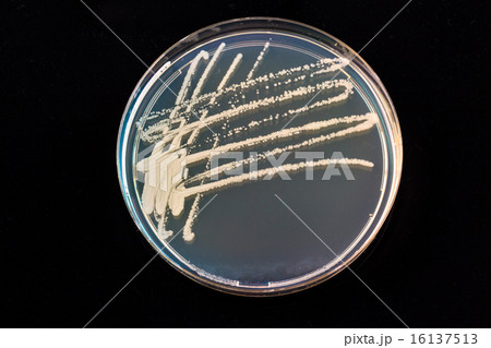 Petri dish with bacteria colonies 16137513