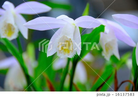 青花大輪朱鷺草の花の写真素材