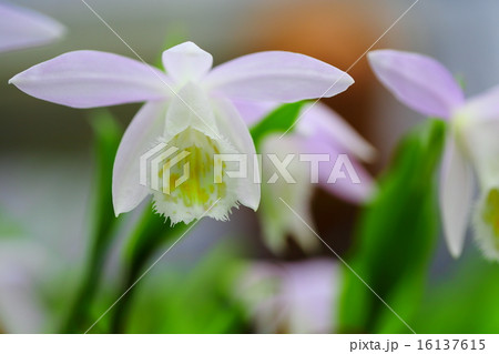 青花大輪朱鷺草の花 16137615