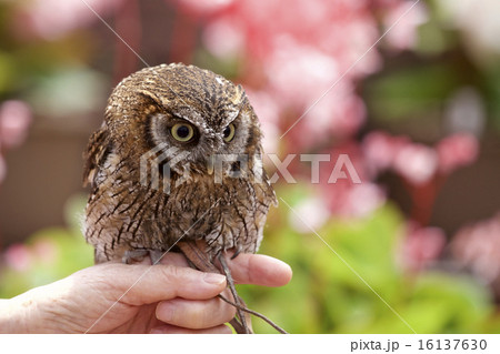 スピックスコノハズク スピックスコノハズク 16137630