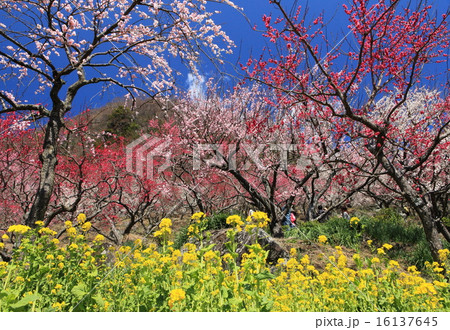 湯河原梅林 16137645