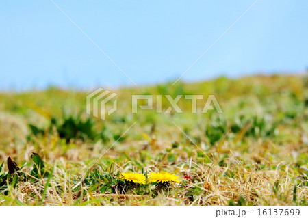 たんぽぽ 16137699