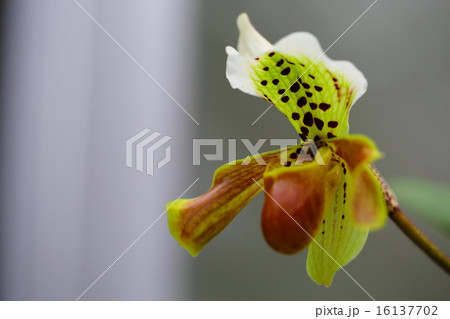 パフィオペディルム・インシグネの花 16137702