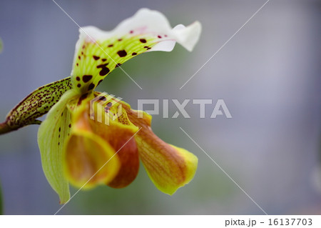 パフィオペディルム・インシグネの花 16137703