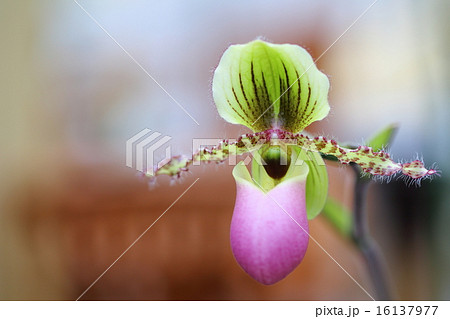 パフィオペディルム・ヴィクトリア=レギナの花 16137977