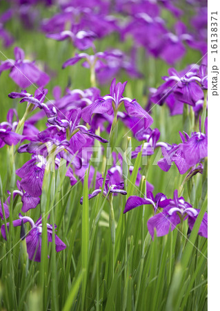 菖蒲の花 菖蒲の花 16138371