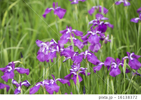 菖蒲の花 16138372