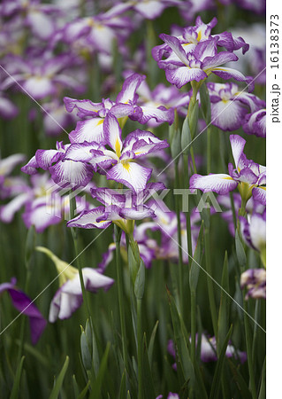 菖蒲の花 16138373