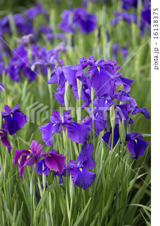 菖蒲の花 菖蒲の花 16138375