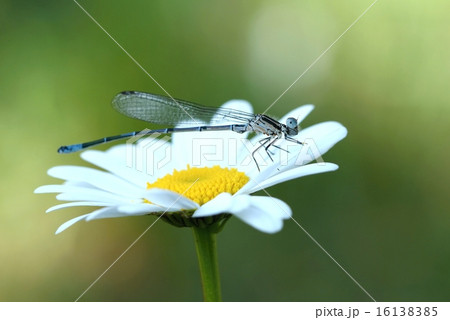 Damselfly on daisy Damselfly on daisy 16138385