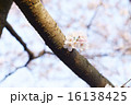 桜　つぼみ 16138425
