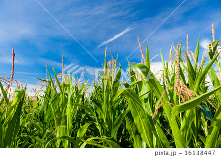 Plants of green corn on a plantation 16138447