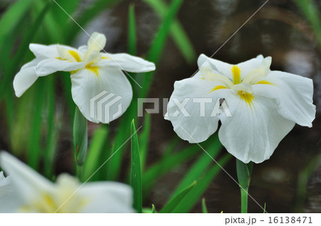 花菖蒲（はなしょうぶ）淡いクリーム色 16138471