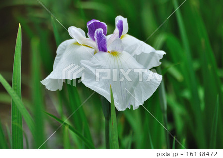 花菖蒲（はなしょうぶ）白と紫 16138472