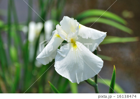花菖蒲（はなしょうぶ）白 16138474