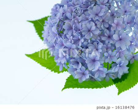 青紫の紫陽花 16138476