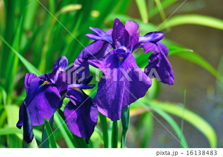 花菖蒲（はなしょうぶ）濃い青紫 16138483