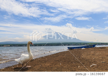 白鳥と富士山 16139087